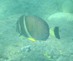 Acanthurus guttatus