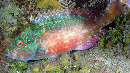 Redband Parrotfish