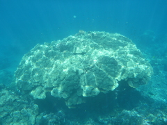 Porites lobata