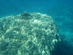 Porites lobata