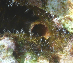 Image of Stauridiosarsia nipponica