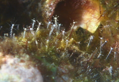 Stauridiosarsia nipponica