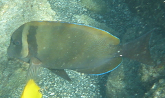 Acanthurus leucopareius