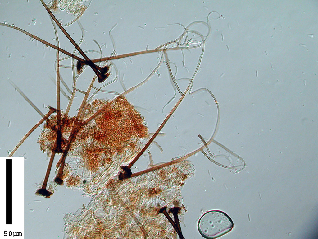 Gyrothrix citricola