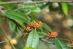 Ilex latifolia