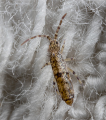 Entomobryoidea