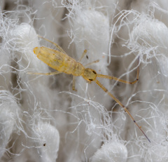 Entomobryoidea