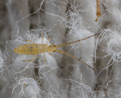 Entomobryoidea