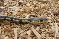 Thamnophis sirtalis semifasciatus