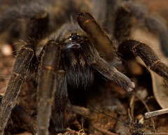 Brachionopus pretoriae