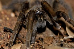 Brachionopus pretoriae