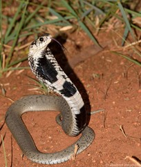 Hemachatus haemachatus