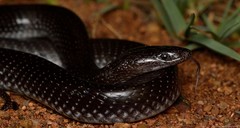 Lycophidion capense capense