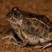 Tremolo-Tandy-Confused Sand Frog Complex - Photo (c) Joubert Heymans, some rights reserved (CC BY-NC-ND), uploaded by Joubert Heymans