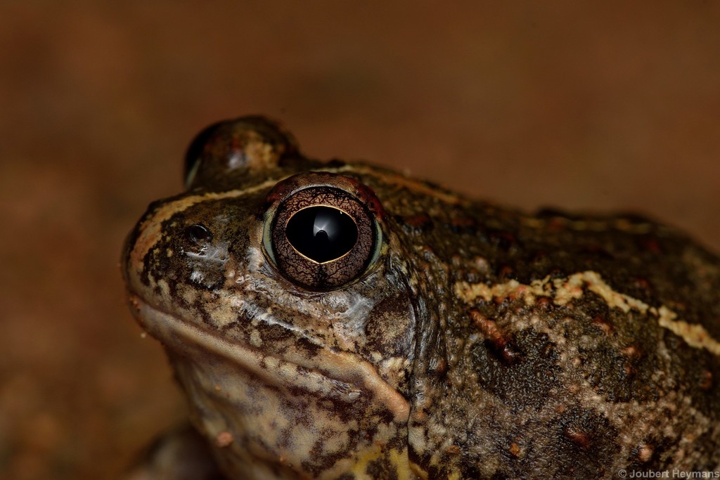 Sand Frogs