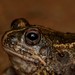Sand Frogs - Photo (c) Joubert Heymans, some rights reserved (CC BY-NC-ND), uploaded by Joubert Heymans