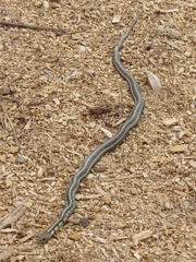Thamnophis sirtalis semifasciatus