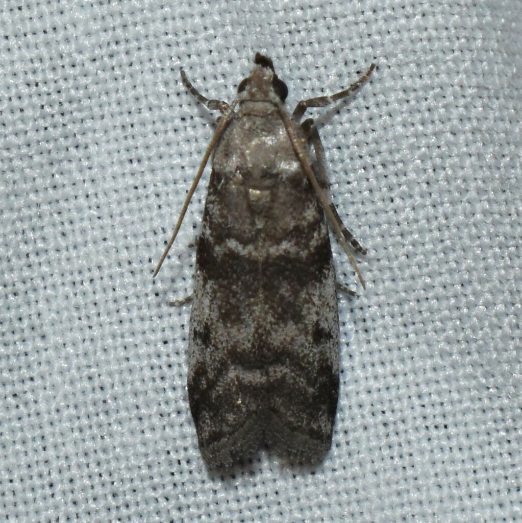 Laetilia myersella