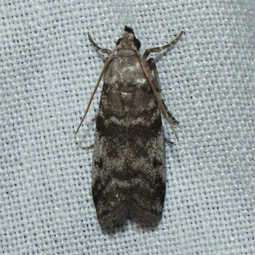 Laetilia myersella