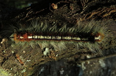 Eutricha obscura