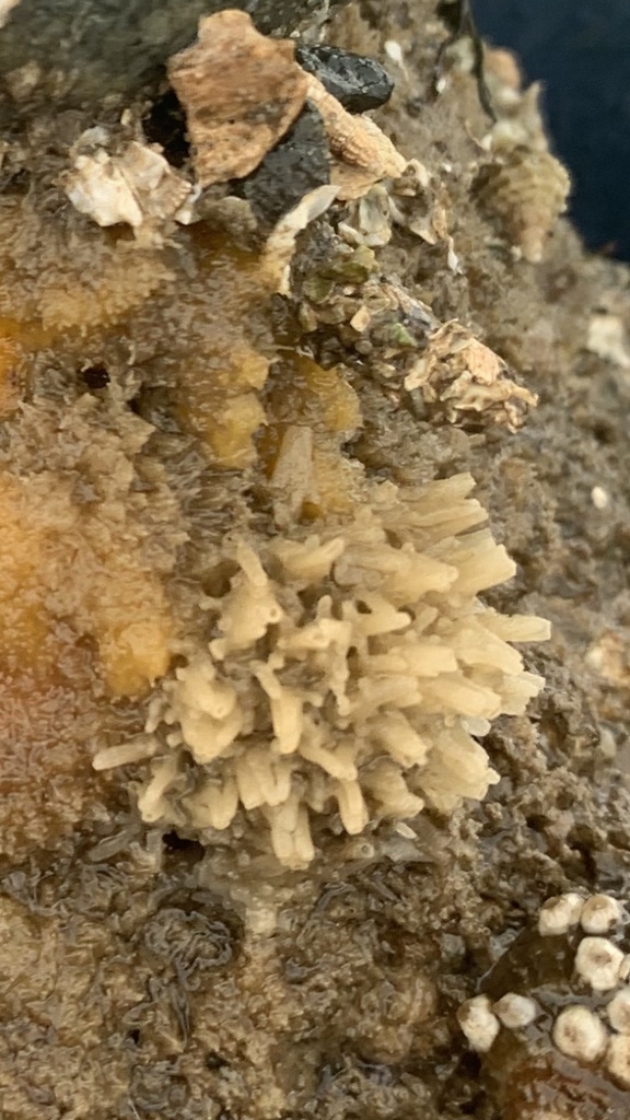 orange pipe sponge