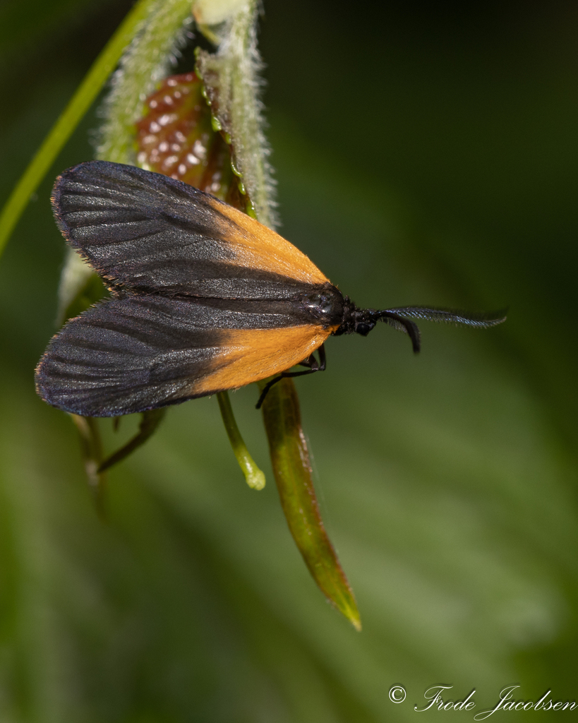 Orange-patched Smoky Moth from Beltsville, MD, USA on May 24, 2023 at ...