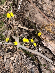 Aspalathus biflora biflora