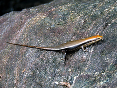 Eutropis madaraszi