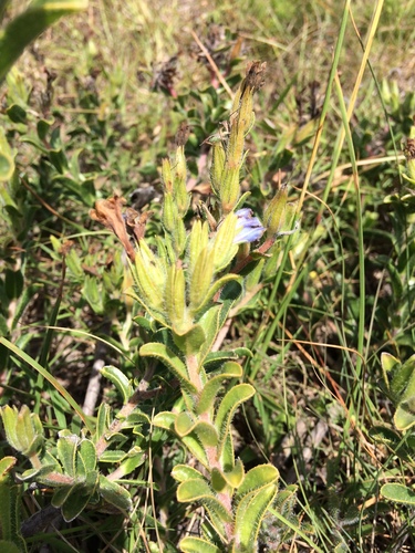 Image of Lobostemon trigonus by (c) Andrew Gillespie, some rights reserved (CC BY-SA)