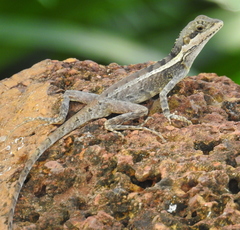 Tropicagama temporalis