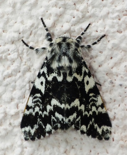 Panthea coenobita