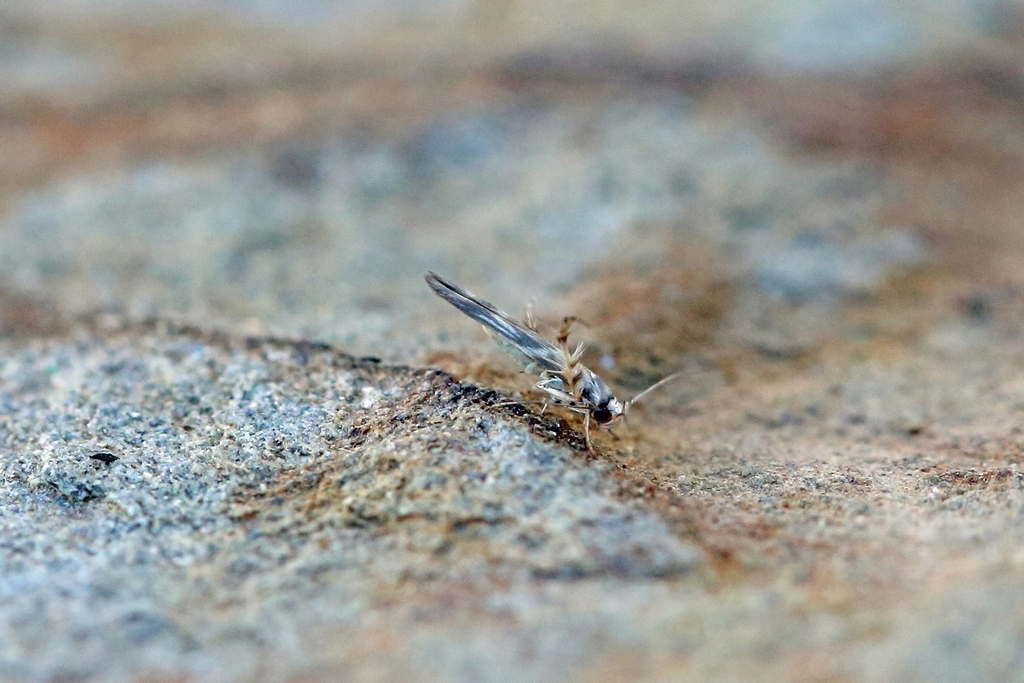 Palumbina guerinii