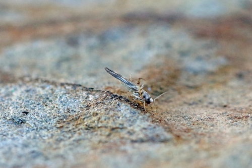 Palumbina guerinii