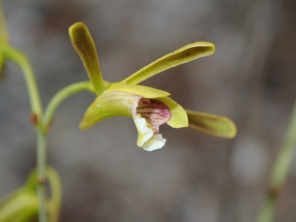 Eulophia ramosa