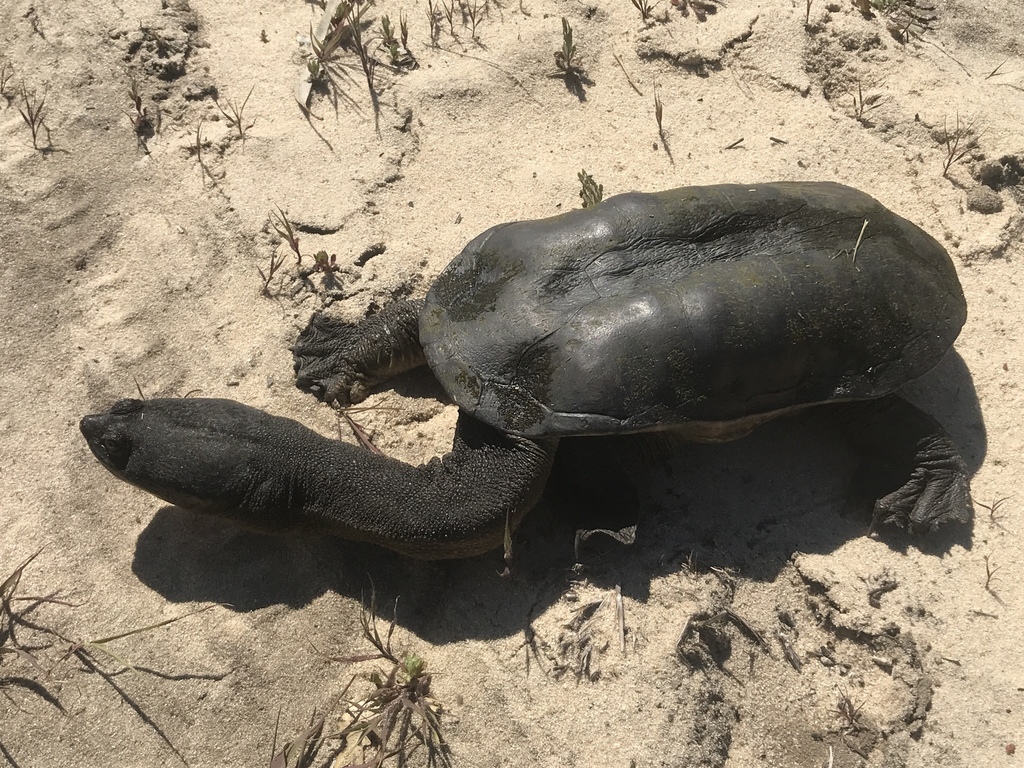 コウホソナガクビガメ