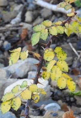 Sicilian Rose (Rosa sicula)