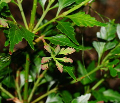 Phyllocladus aspleniifolius