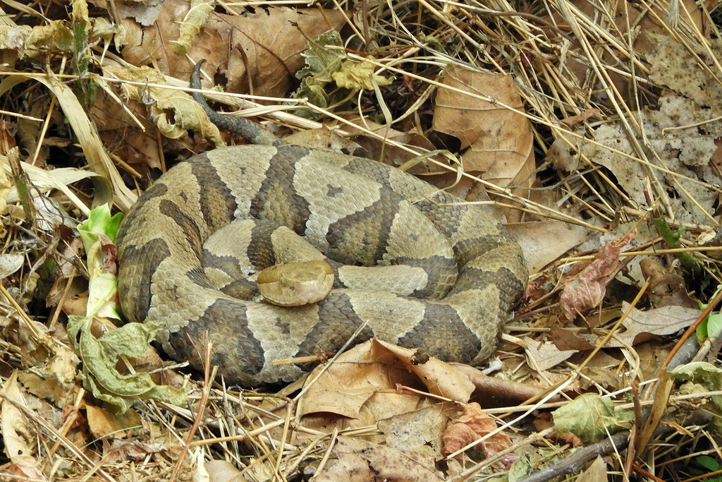 Eastern Copperhead in May 2023 by Don Coram · iNaturalist