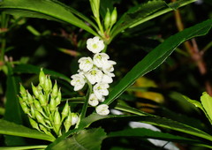 Anopterus glandulosus