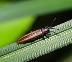 Eurispa vittata
