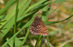 Callophrys eryphon