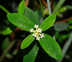 Pimelea drupacea