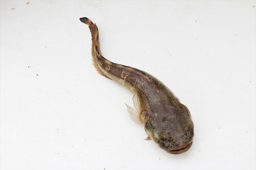 Greene's midshipman (Porichthys greenei) — Batrachoididae — 4