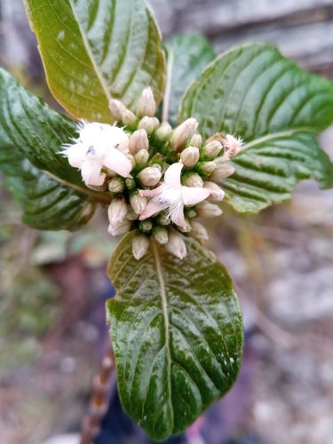 Triainolepis emirnensis