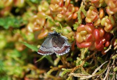 Callophrys mossii
