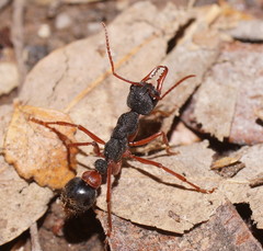 Myrmecia esuriens