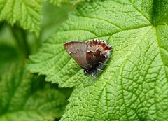 Callophrys mossii