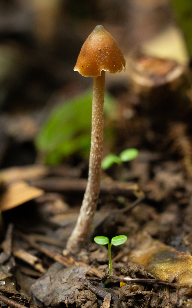 Psilocybe hoogshagenii · November 2022 · photo: © deniszabin (iNaturalist, cc-by)