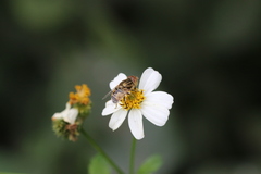 Eristalinus arvorum