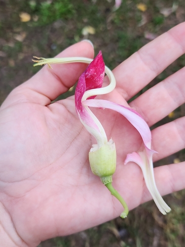 Sesbania grandiflora